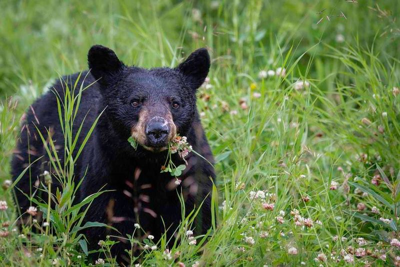 Preventing bear attacks with AI photo