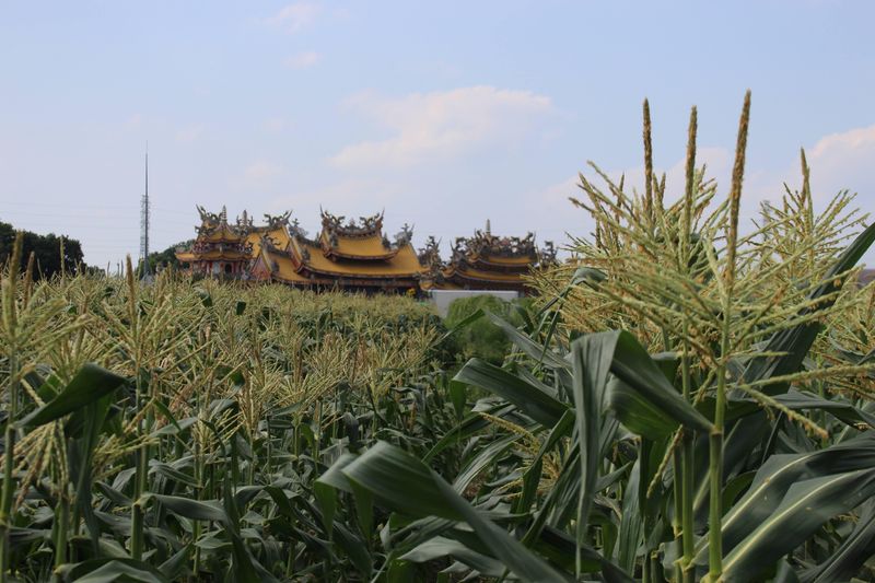 Rainy season ideas: ⑦ corn picking photo