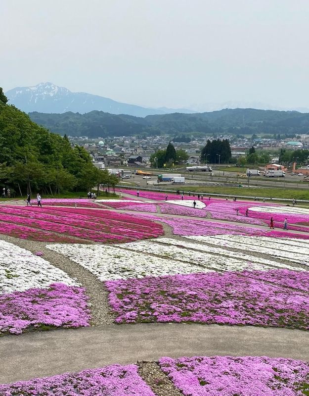 Underrated spring: shibazakura photo