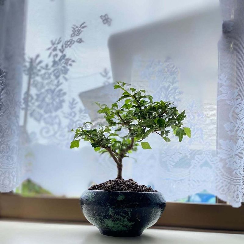 What makes a home family-friendly in Japan? photo