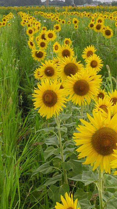 Sunflowers: Bringing the Sun When the Sky Won’t photo