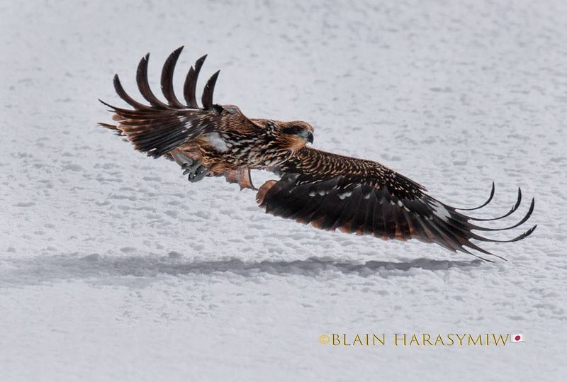 Black Kites - Hokkaido Birding photo