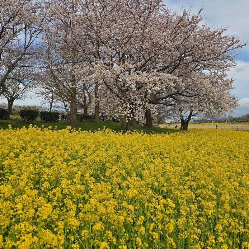Yellows of spring photo