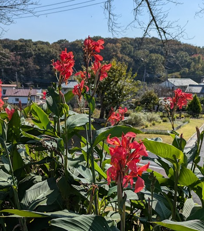 Canna Lily, a birthday flower of August 2nd and 3rd photo