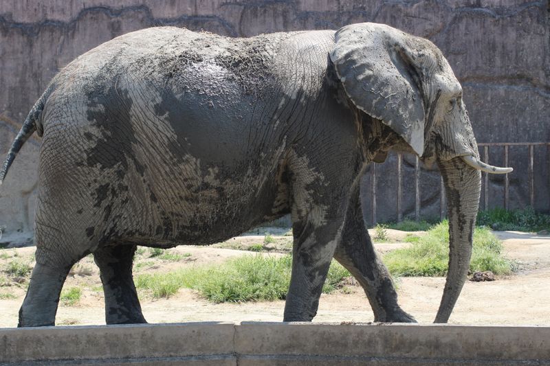 Japan's first elephant's incredible journeys photo