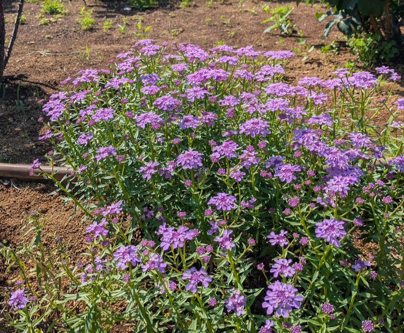 Verbena, a birthday flower of July 18th photo