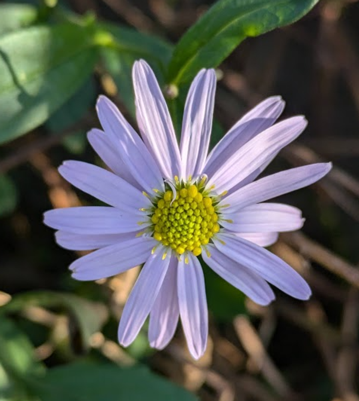 Aster, a birthday flower of September 9th photo