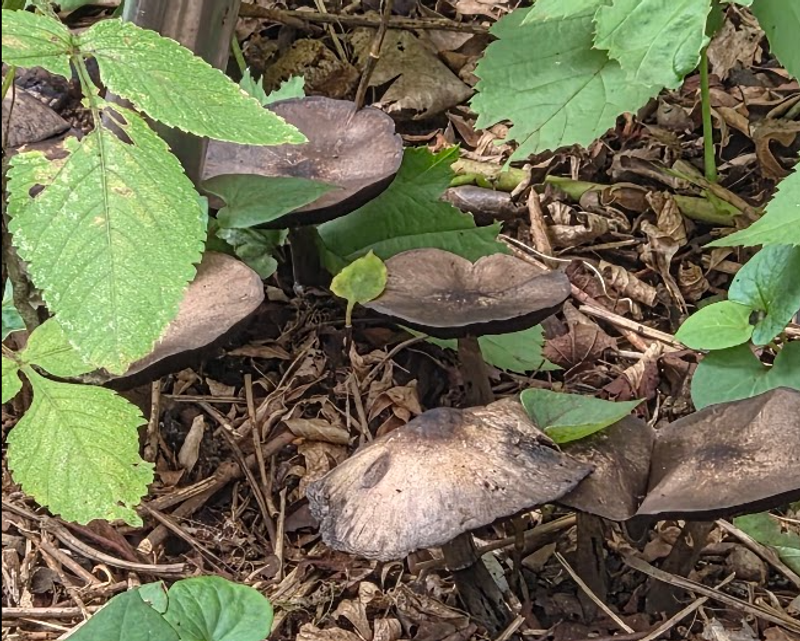 A Surprising Garden First: Wild Mushrooms photo