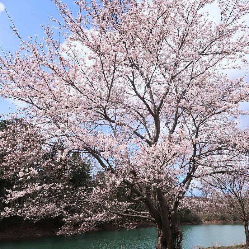 Oikeikoinomori campground - a hidden sakura gem photo