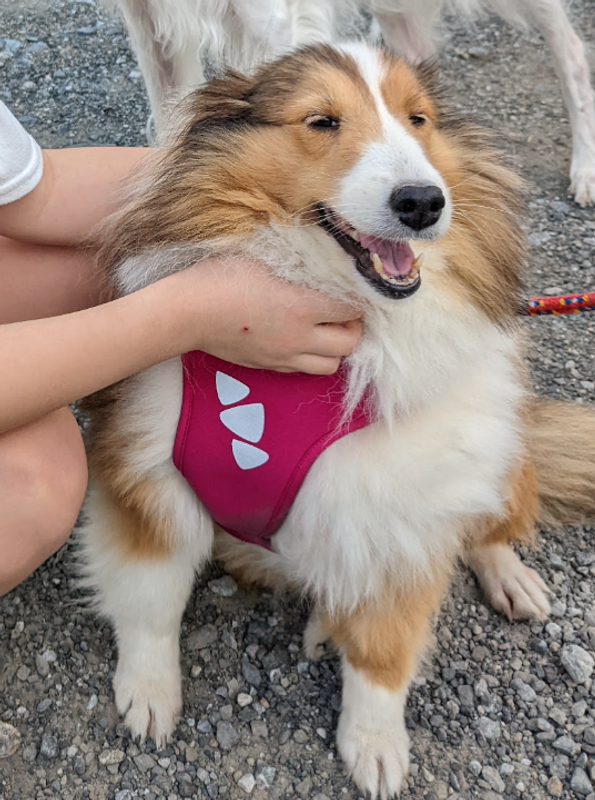August 8th: A day for Shetland Sheepdogs photo
