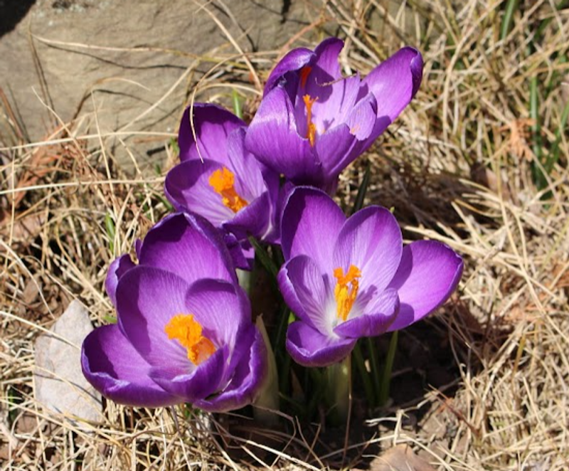 Crocus, a birthday flower of January 5th photo