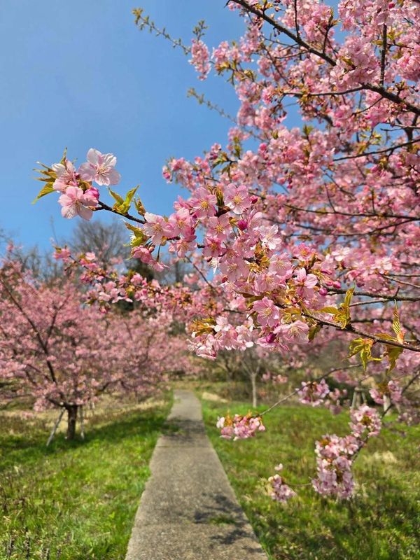 Spring in rural areas doesn't just mean flowers to enjoy... photo