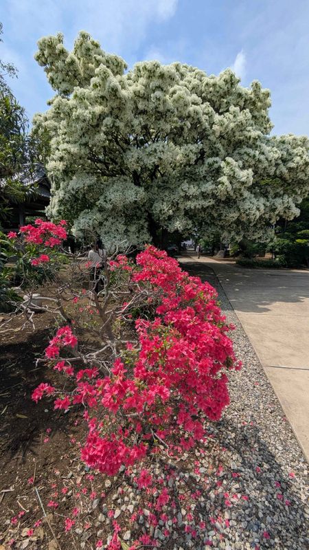 The Snow Fringe Trees are early this year photo