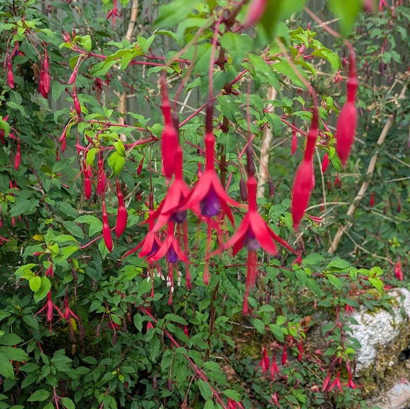 Fuchsia, a birthday flower of May 17th photo