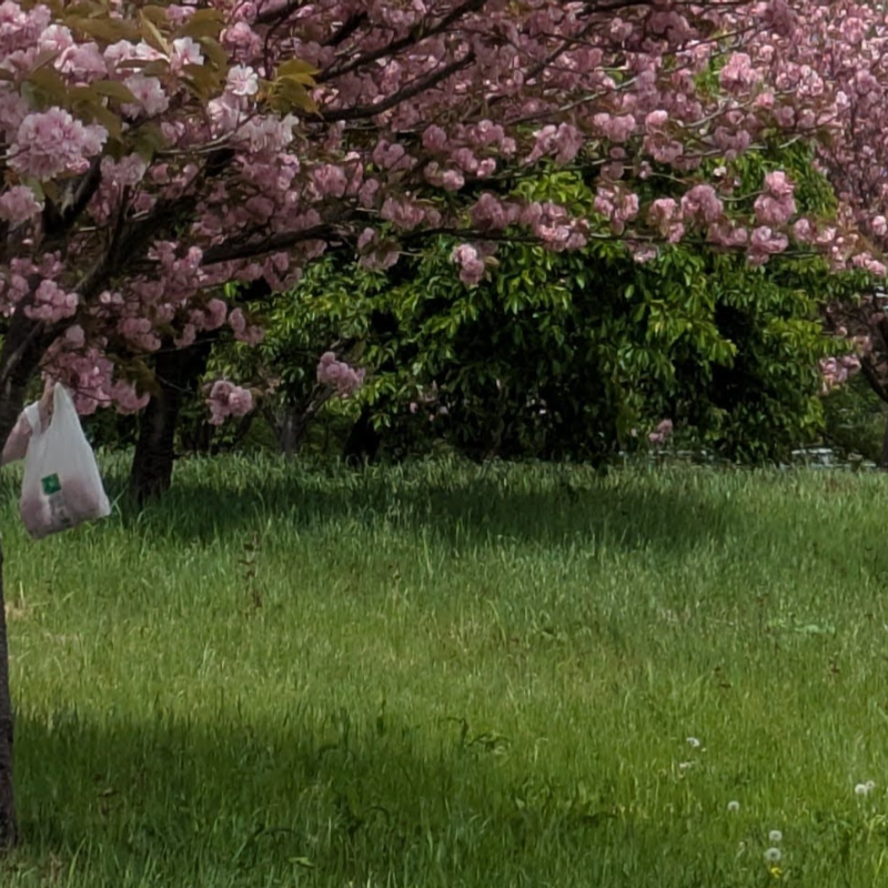 Obaachans behaving badly photo