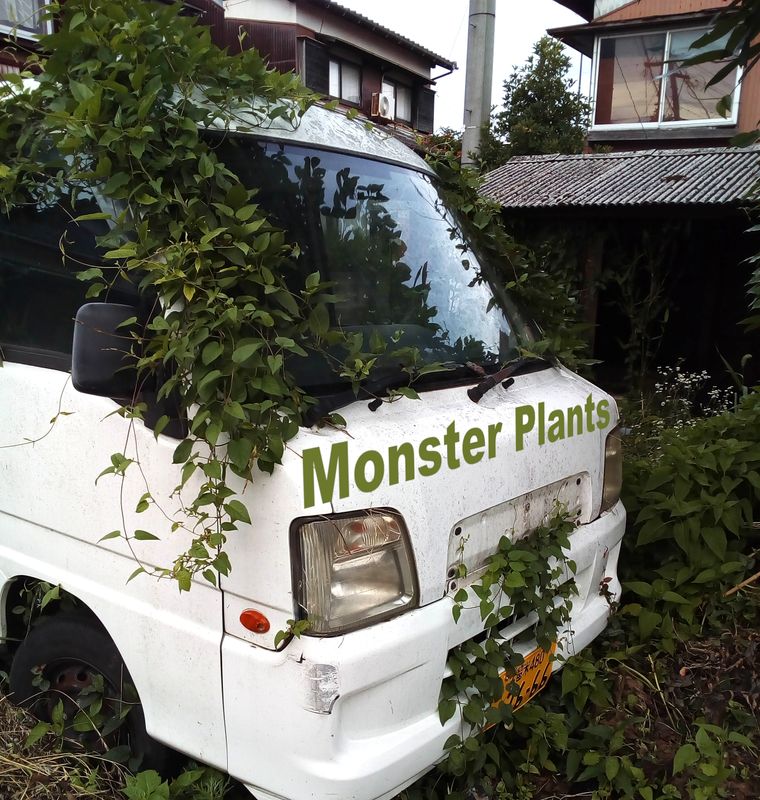 Monster Plants photo