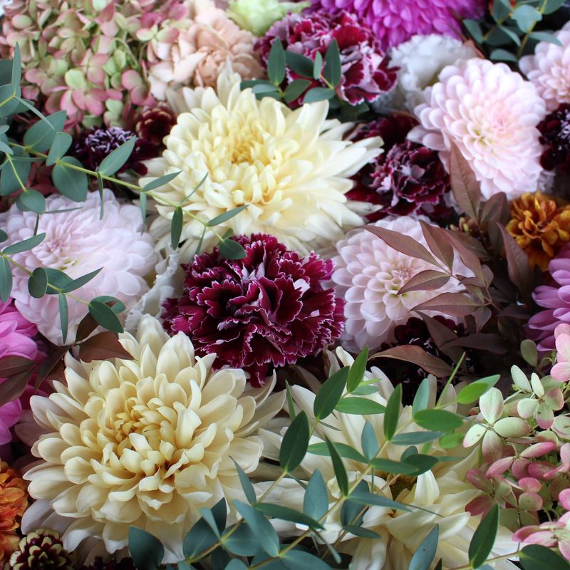 Prime dahlia viewing at Ueno Toshogu, in Ueno Park photo