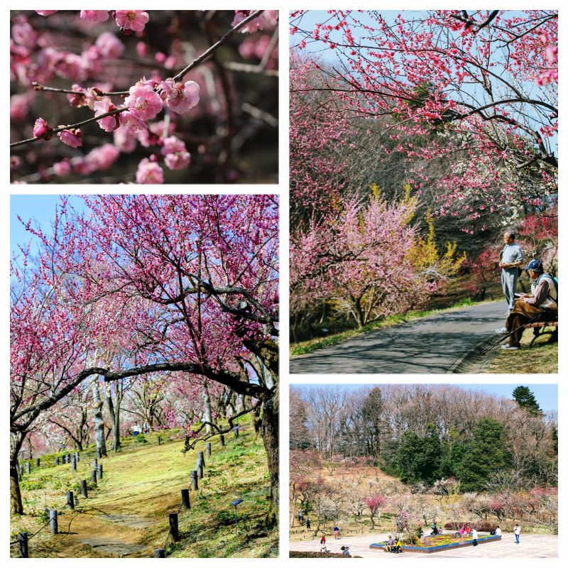 Plum blossoms: enjoying seasonal scenery as a family photo