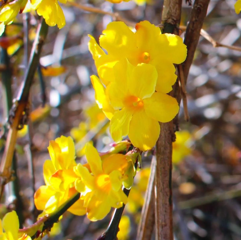 Winter jasmine, one of the 'birthday' flowers of January 22nd annually photo