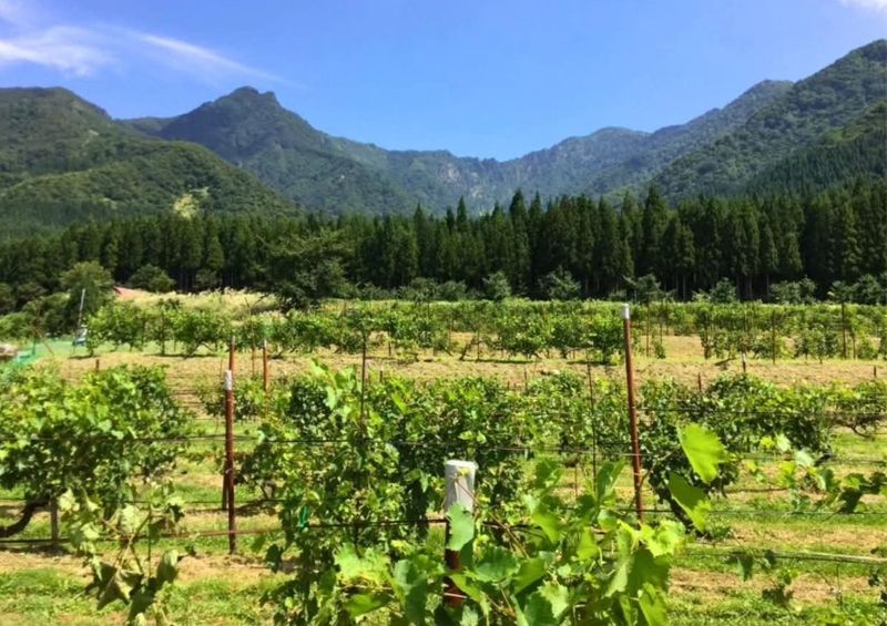 Happening this weekend: the Echigo Winery Grape Festival photo