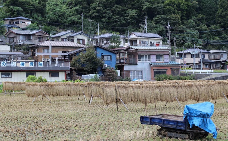 Microseason: Rice Fields are Drained photo