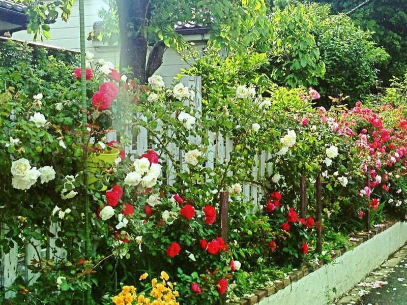 Chiba Prefecture Charms - Open Gardens photo