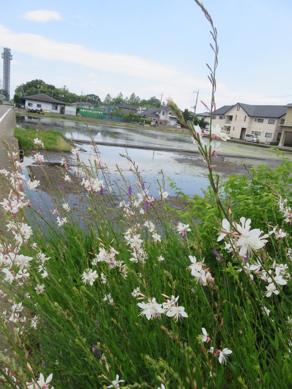カエルの鳴き声 photo