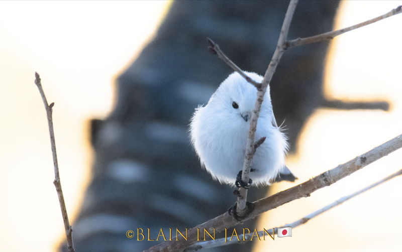 Shima Enaga Birding in Hokkaido and Camera Setting in Snow photo