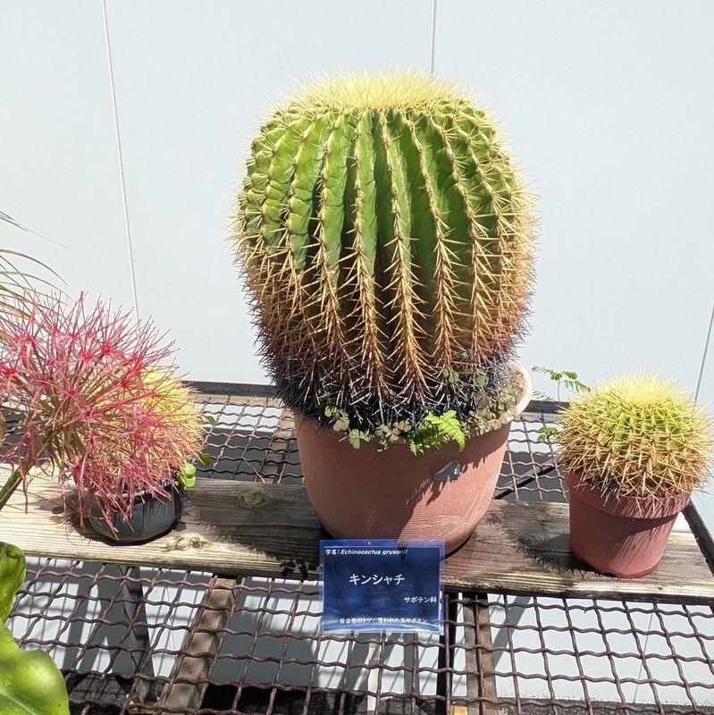 Cactus Day and Japan's Cactus Shrine. photo
