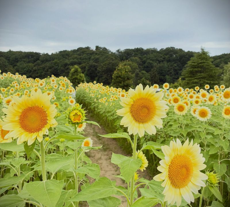 Summer in Japan hitting the wallets of many photo