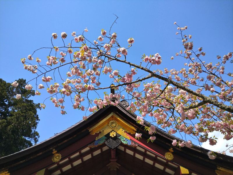 Shiogamazakura: More Than Just A Pretty Tree photo