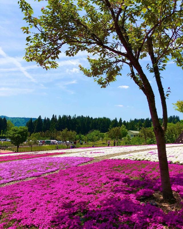 Things I love about winter in Japan: an appreciation for other seasons photo