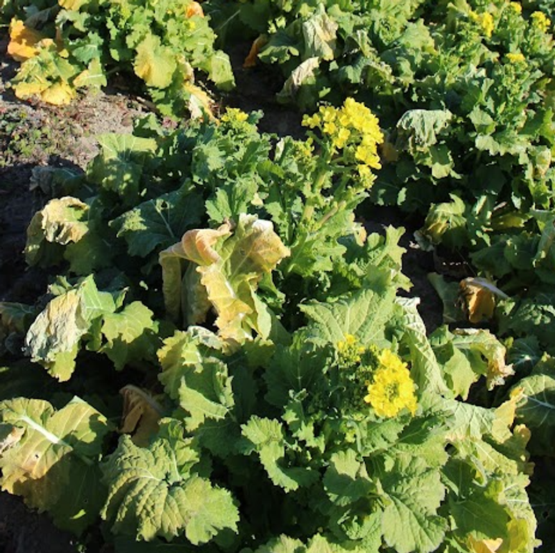 A day for Mustard Greens photo