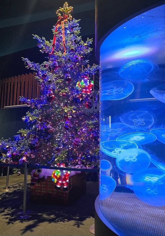 Places to get your festive feels in Niigata: Niigata Marinepia Aquarium photo