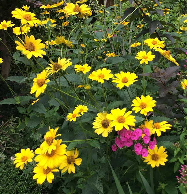 Helenium, a Birthday Flower of September 28th photo