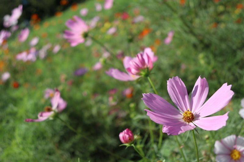 A visit to the Hamarikyu Gardens, Tokyo photo