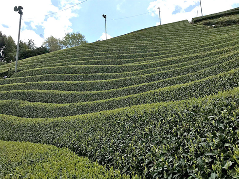 林夏子「はてしないお茶物語」vol.16　800年の歴史ある茶畑を残したい　足久保ティーワークスの挑戦 photo