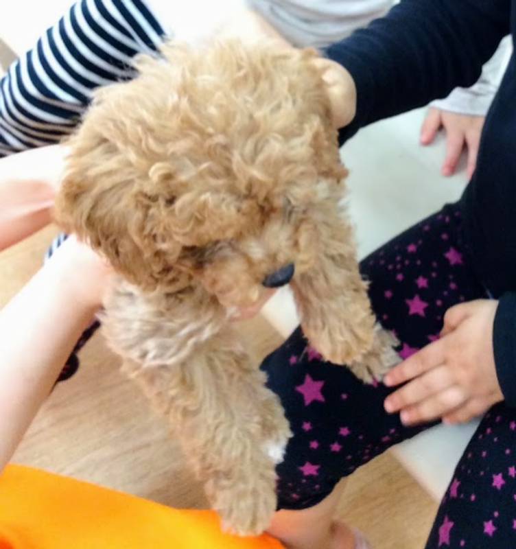 Toy Poodle Appreciation Day photo