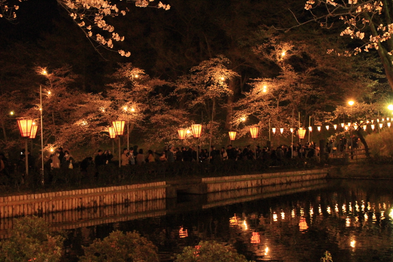 日本三大夜樱花之一 photo