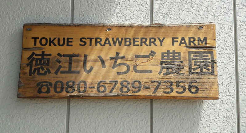 Strawberry Picking in Ichigao (Kanagawa Prefecture) photo