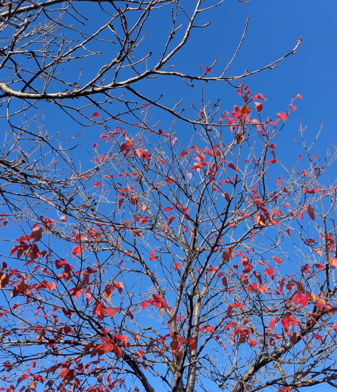 When Seasonal Depression Hits Early photo