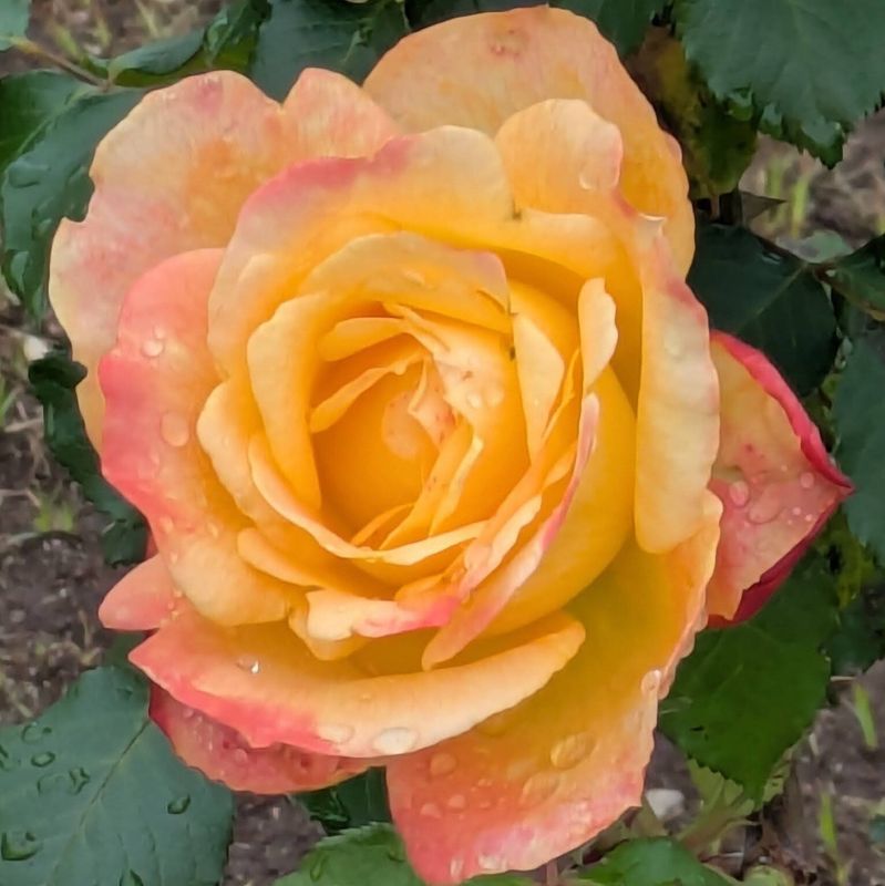 Odawara Flower Garden autumn rose festa photo
