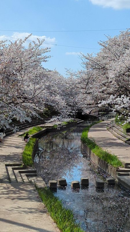 The first cherry blossom forecast of 2025 photo