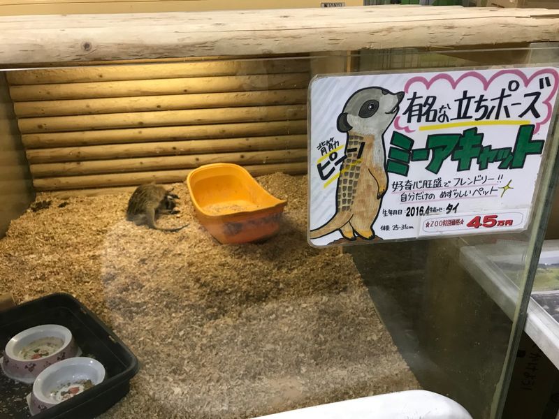 Japan’s pet stores photo
