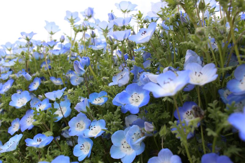 Spring flowers in Japan: nemophila photo