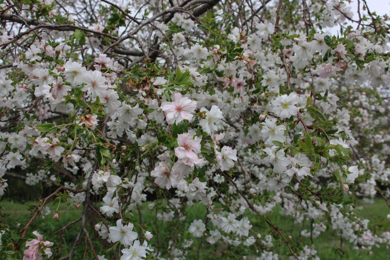 Fall flowers: jugatsuzakura photo