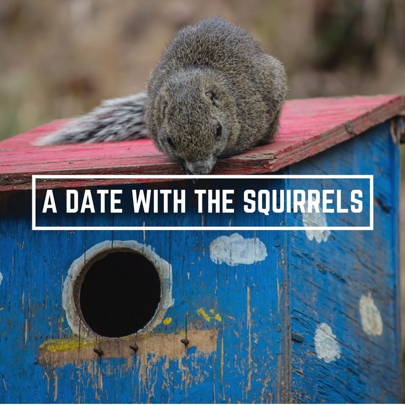 A date with the squirrels photo