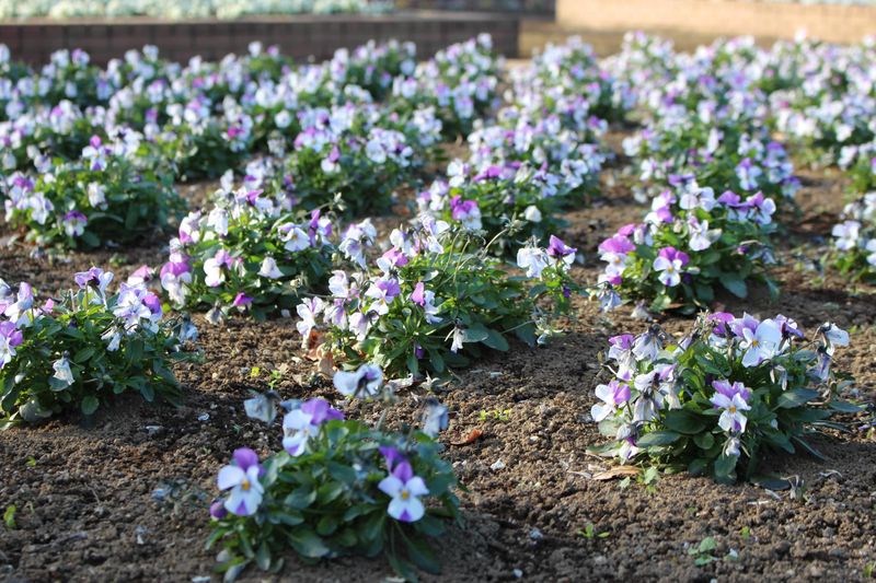 Winter flowers in Japan: pansies photo