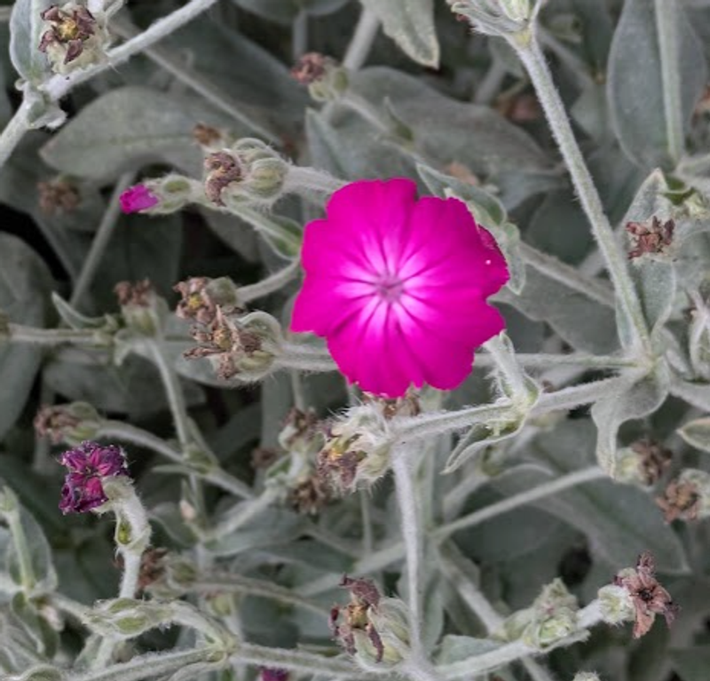 Rose Campion, a Birthday Flower of August 19th photo