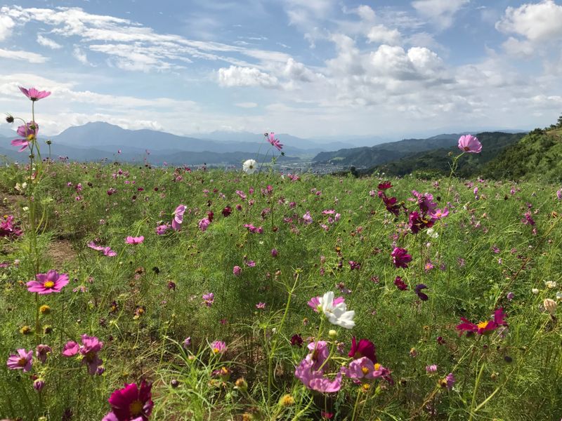 5 reasons why I prefer country life over city life in Japan photo